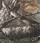 Image is representative of Coverking RealTree Camo Seat Covers.<br/>Due to variations in monitor settings and differences in vehicle models, your specific part number (CSC2RT03NS7248) may vary.