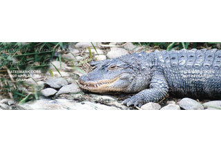 Window Canvas Wildlife Window Graphic  WC309001-2