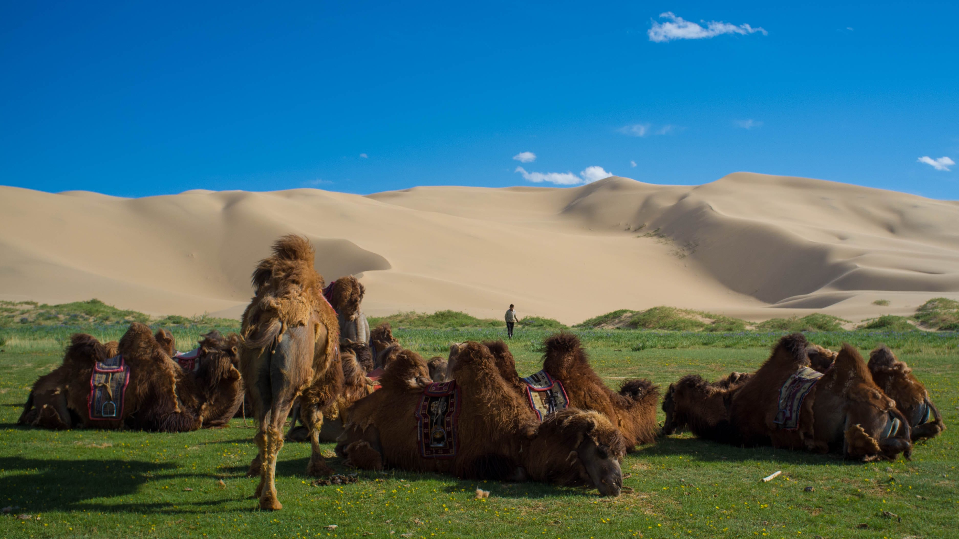 Mongolia Gobi Desert