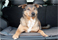 Classic Accessories DogAbout Deluxe Travel Mat