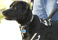 Canine Covers Buckle-Up Harness