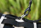 Canine Covers Buckle-Up Harness