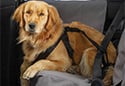 WeatherTech Pet Safety Harness