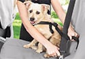 WeatherTech Pet Safety Harness
